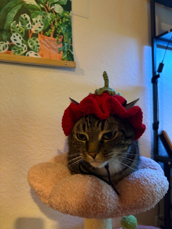 Handmade Other - Handmade Strawberry Ruffle Hat - Small Pets